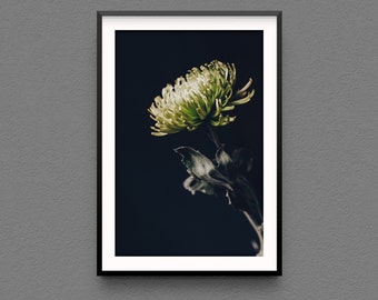 Chrysanthemum Flower Photo Print, Green Floral Wall Art, Flower Photography, Modern Home Decor, Fine Art Photography, green and black