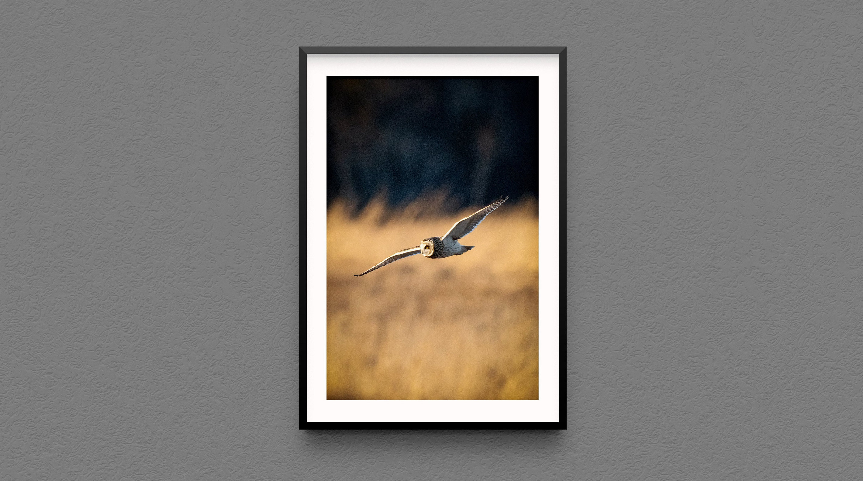 Short-eared owl photo print - New York State bird photography owls wildlife original photos avian bi