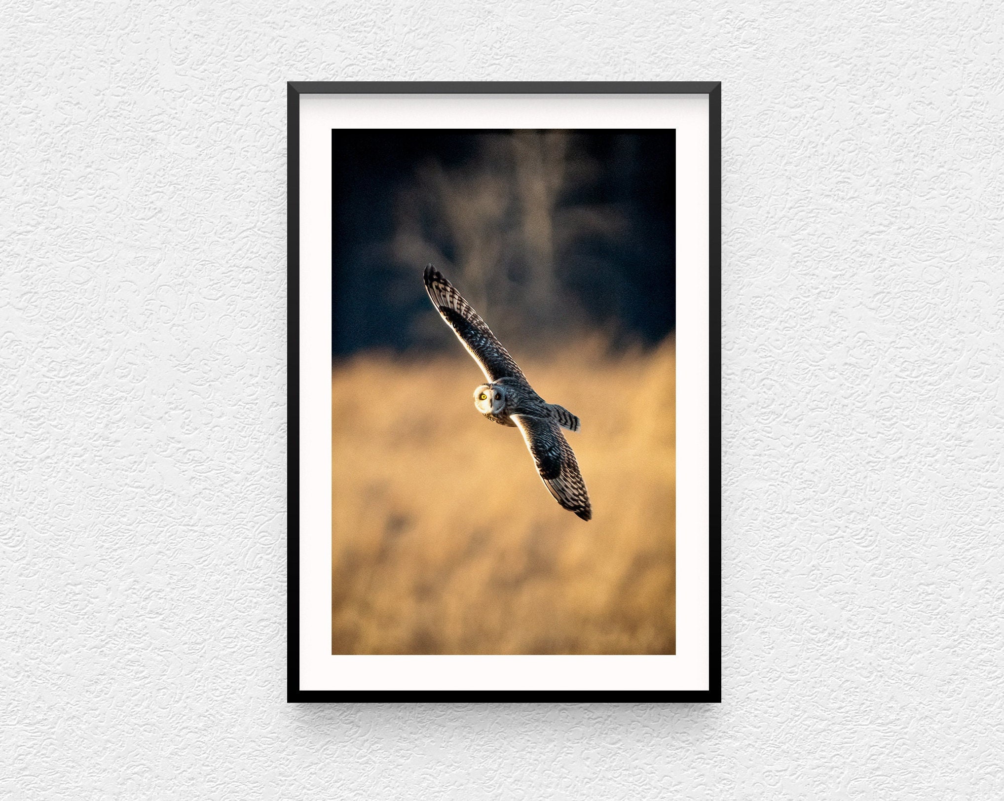 Short-eared owl photo print - New York State bird owls wildlife photography original photos avian bi