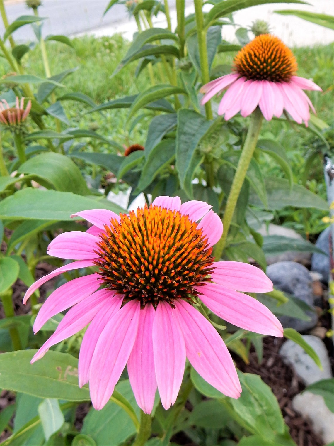 prairie splendor purple coneflower prairie splendor purple coneflower