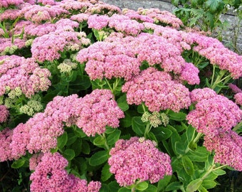 Autumn Joy Stonecrop Sedum - Perennial - Nice Pink - 6 Plants