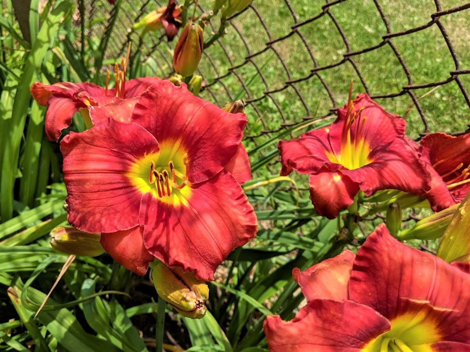 Daylily FUNNY VALENTINE Hemerocallis Hybrid Etsy