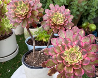 Rare Aeonium Spark Cluster