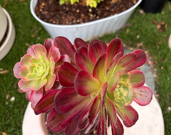 Aeonium Anna Duo