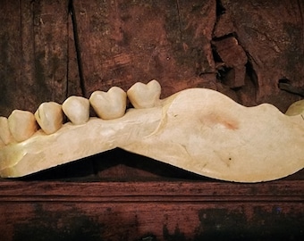 Human Tooth Model