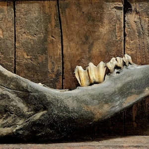 May include: A weathered animal jawbone with visible teeth, set against a rustic wooden background. The bone is a muted gray color, with the teeth appearing a yellowish-brown. A small, metal hook is visible.