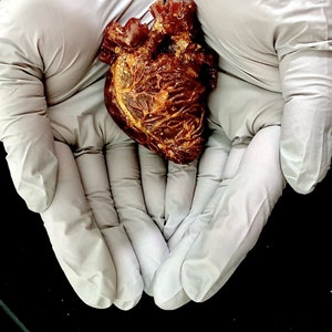 Resin Anatomical Heart / Resin / Handmade /