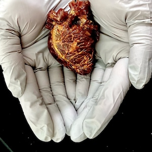 Resin Anatomical Heart / Resin / Handmade /