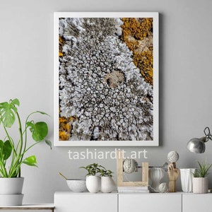 Nature Photography | Lichens Caloplaca Saxicola | Macro Photography | Picture Download | Printable Photo | Nature Photography | Macro Photo
