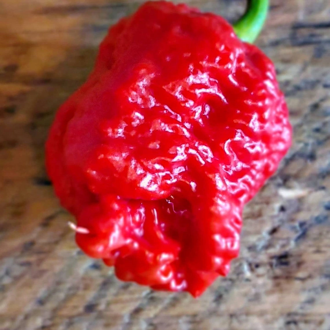 carolina reaper seeds for sale near me