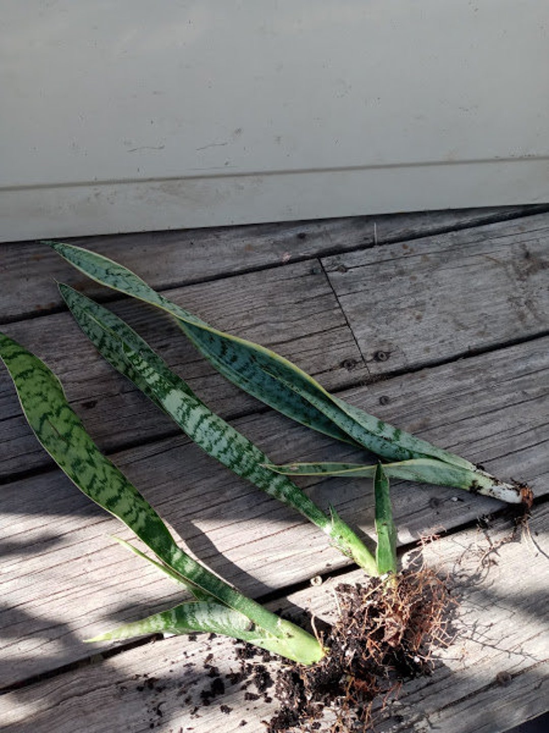 2 Rooted Snake Plant Clean Air Purifier Sansevieria Mother Inlaw Tongue House 58 Tall. Etsy