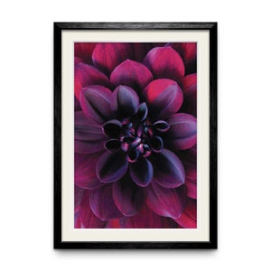 Peut inclure: Gros plan sur une fleur violette foncé avec un centre sombre. Les pétales sont doux et veloutés, et la fleur est en pleine floraison.