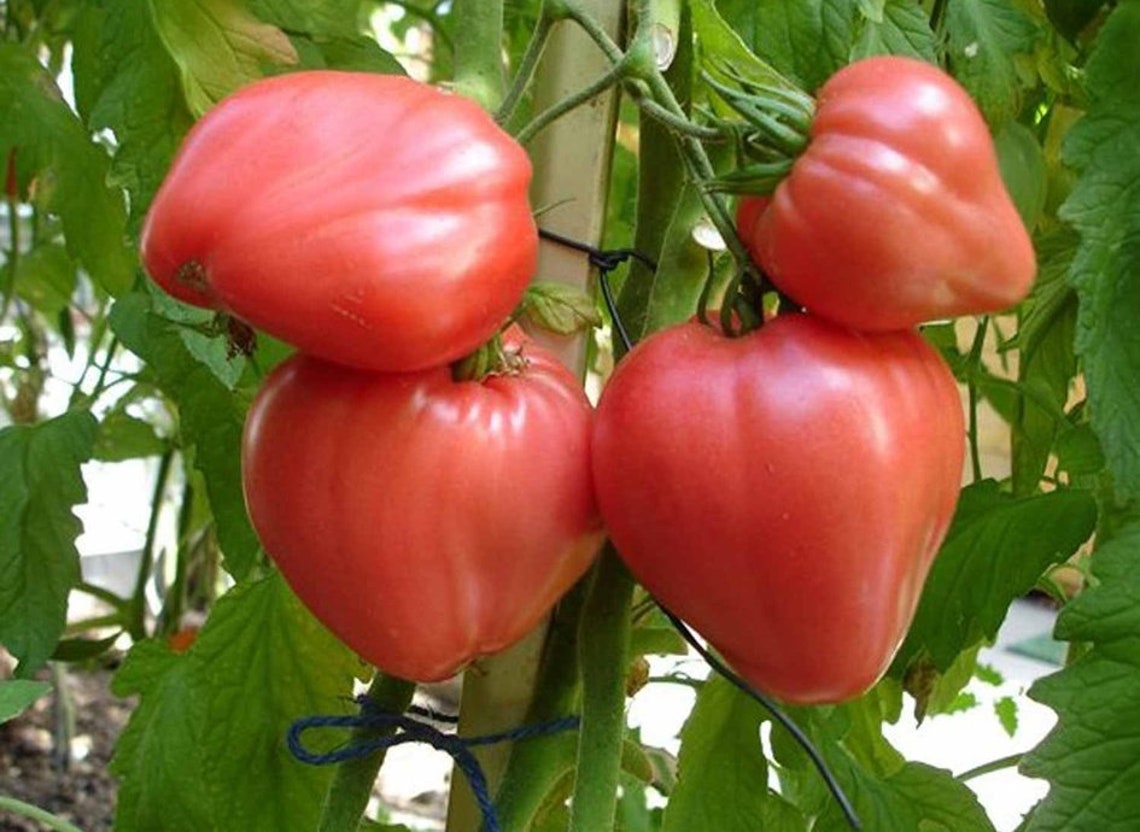Tomato Bull Heart Redtomato Seedstomato Bull organic Seeds Etsy UK