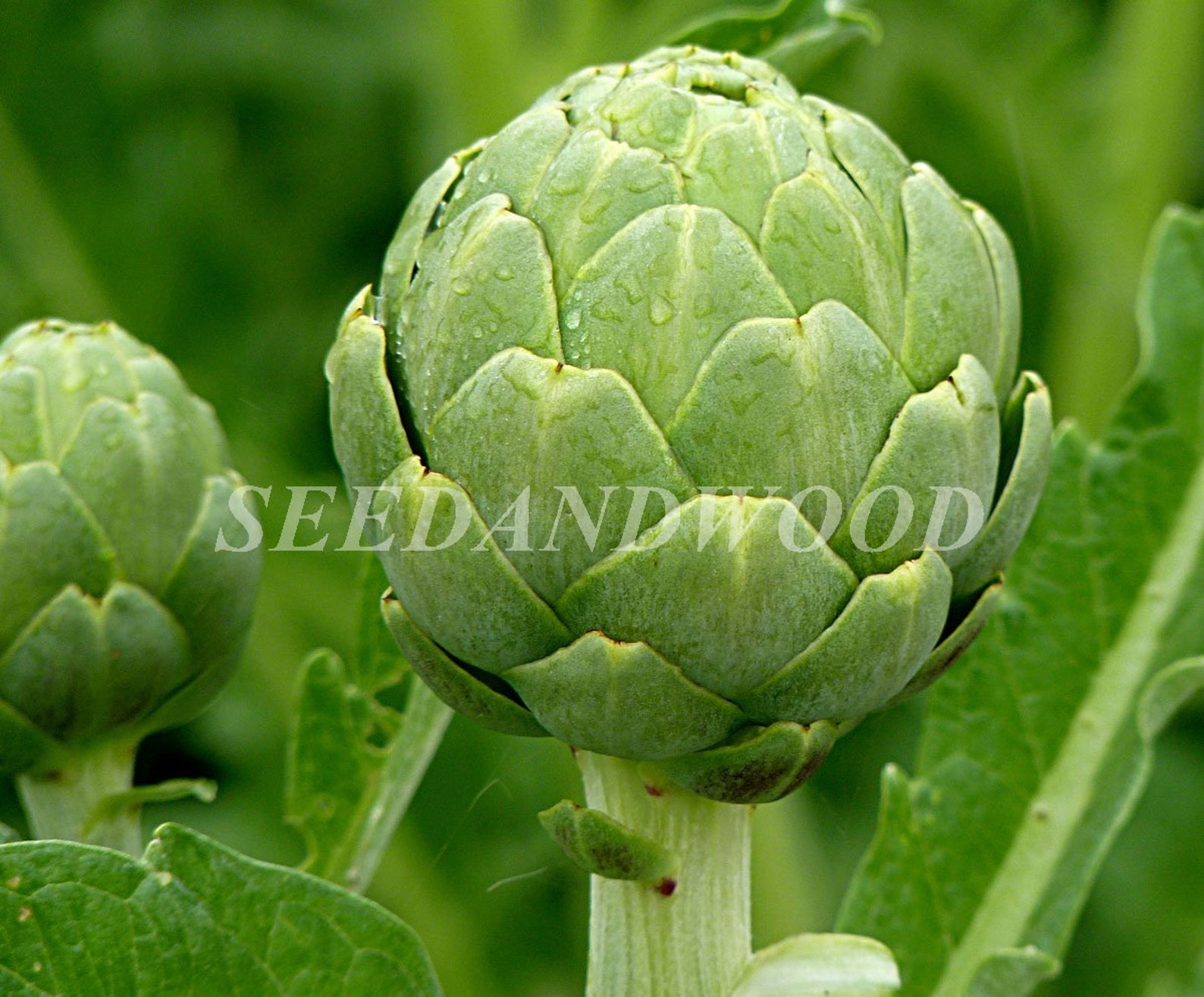 Artichoke Seeds Artichoke Green Seeds 05 G Etsy