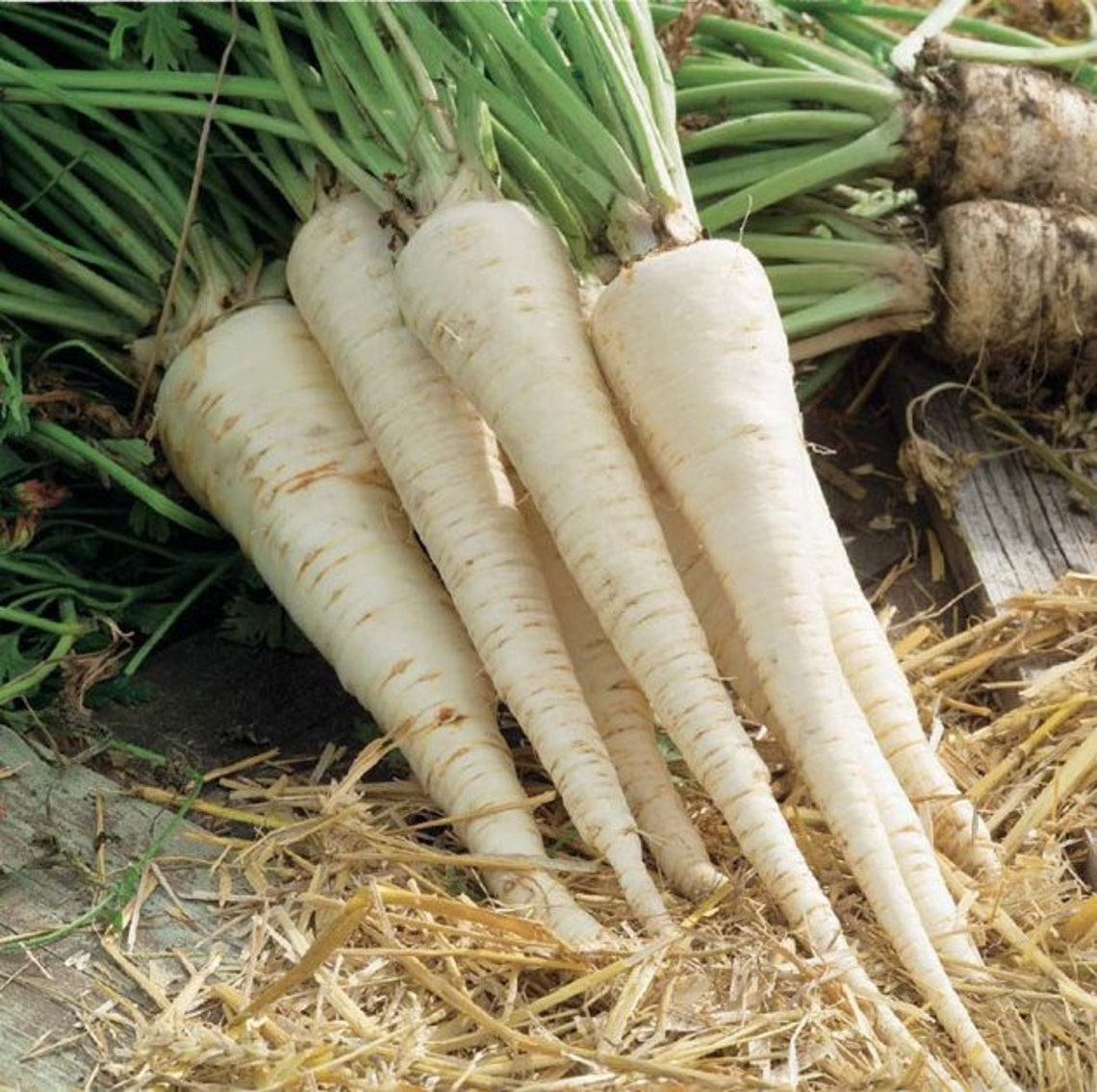 Parsley Root SUGARParsley Root seeds 2 g Etsy