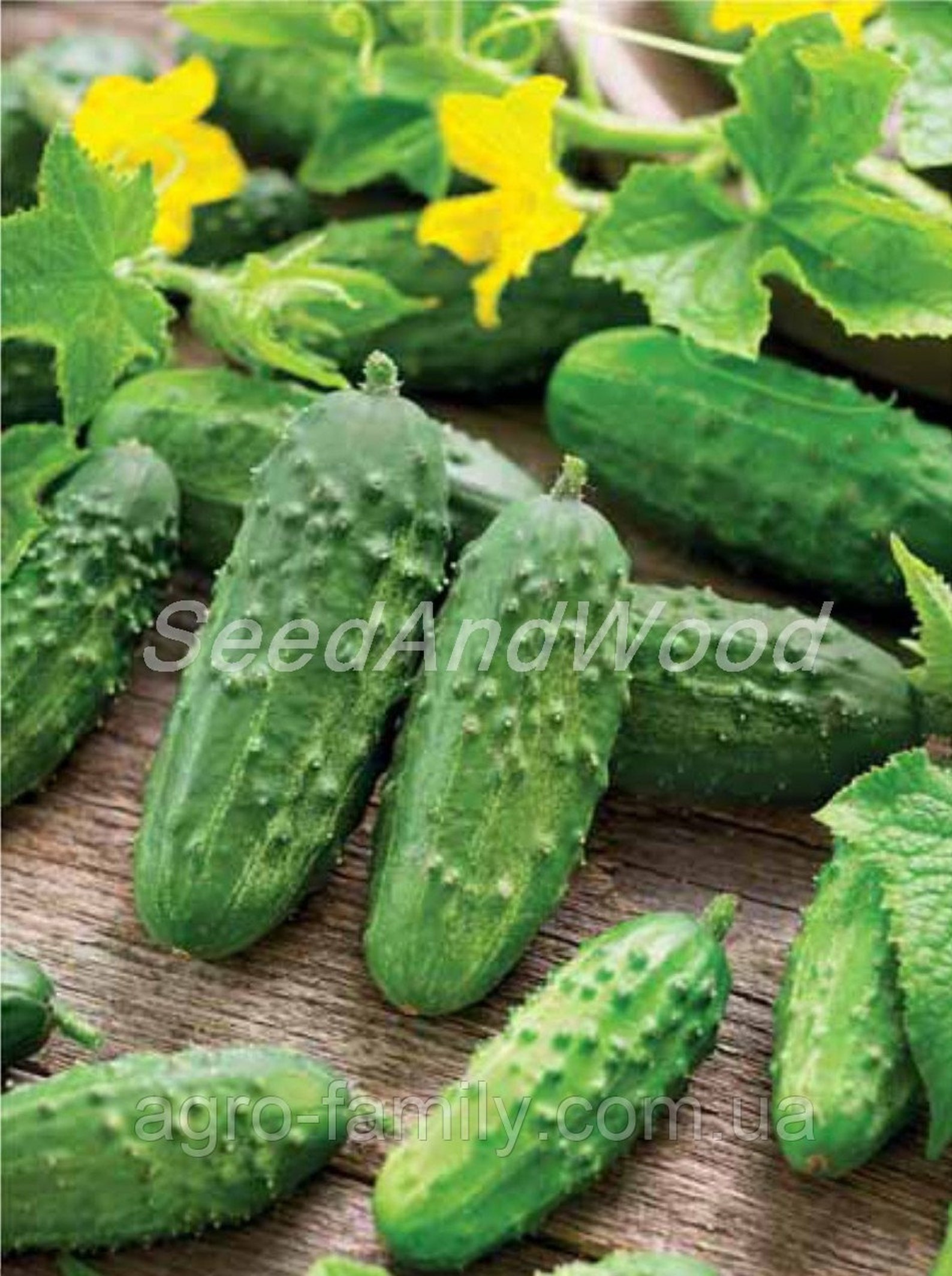 огурец засолочный 0,5г (г). огурец засолочный описание сорта. засолочные сорта огурцов. огурец е6. засолочный огурец f1.