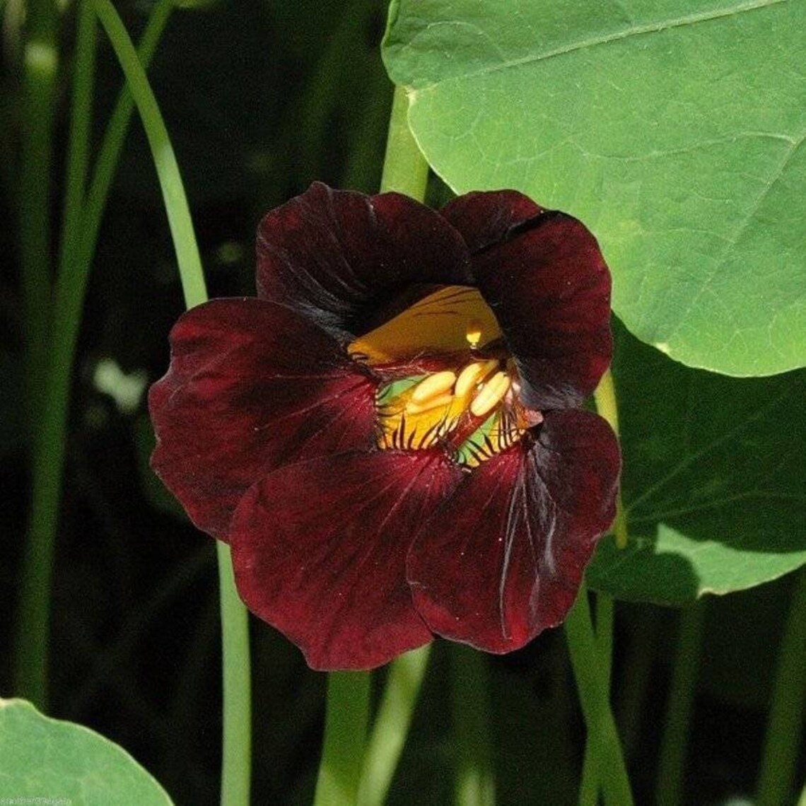 Nasturtium BLACK Velvetnasturtium Seeds 1 G Etsy Canada