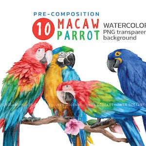 Macaw Parrot Watercolor PNG Clipart, Instant Download