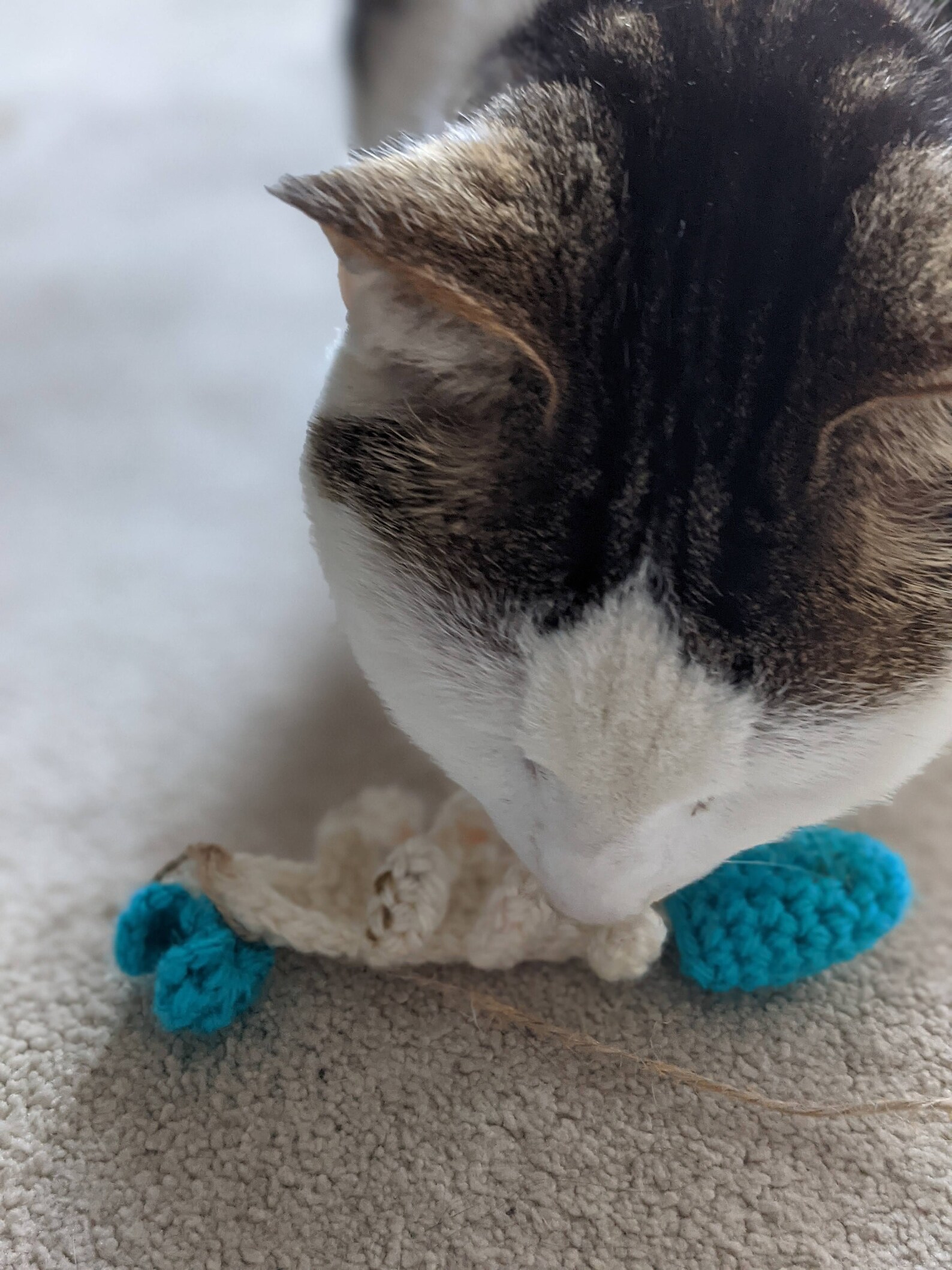 Crochet Cat toy Catnip Fish Bones Kitten Toy Catnip fish Etsy