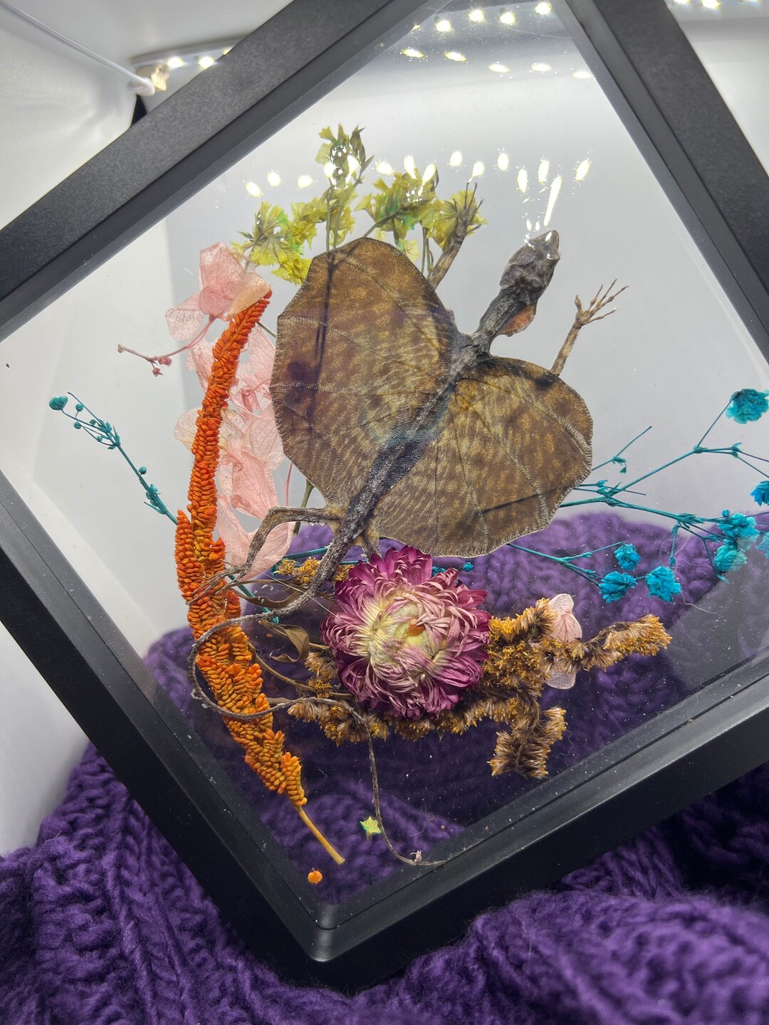 DRACO - Mummified Flying Dragon/lizard in Glass Coffin With Flowers ...