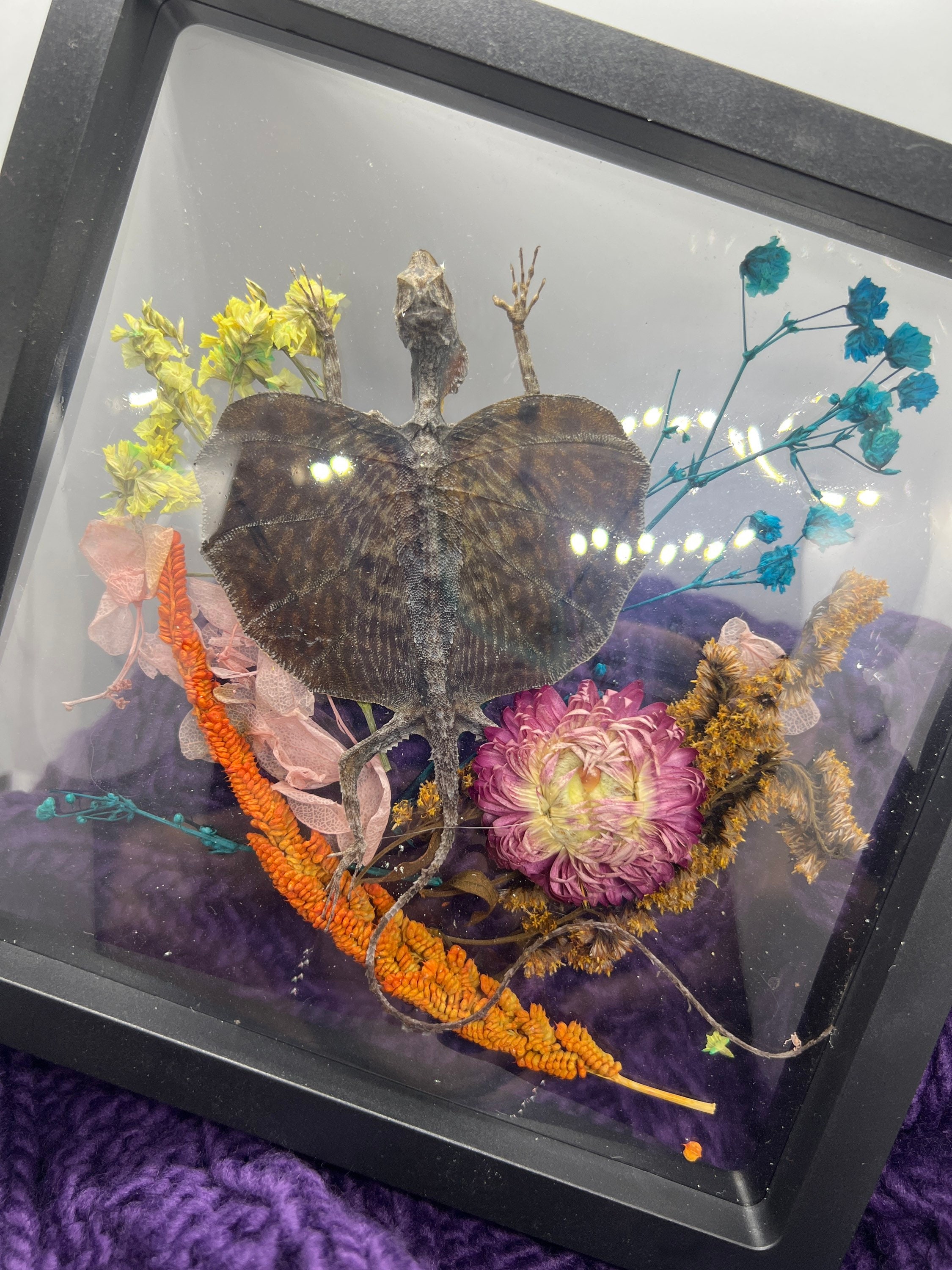 DRACO - Mummified Flying Dragon/lizard in Glass Coffin With Flowers ...