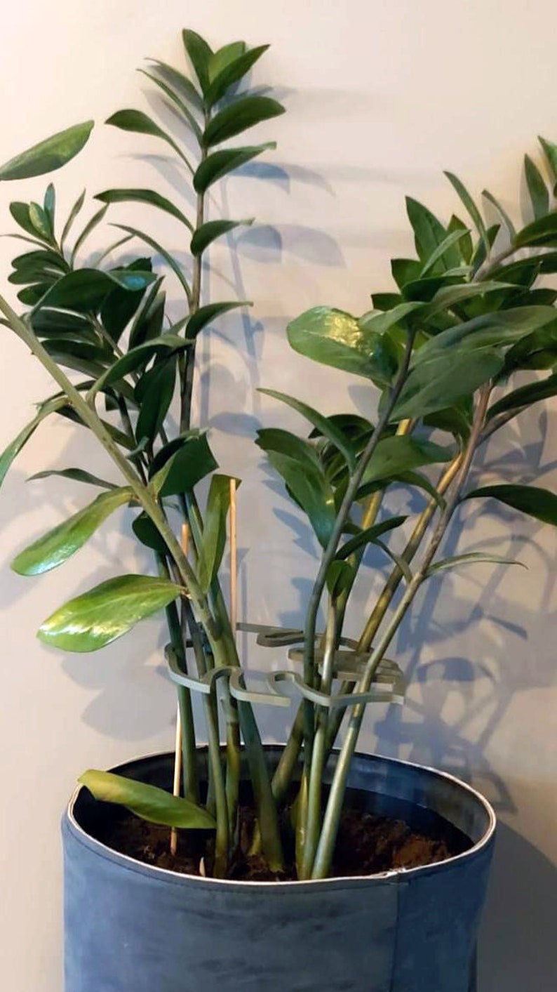 Veelzijdige 'Monstera-vormige' plantsteunring in olijfgroen, wit en beige perfect voor elk planttype image 9