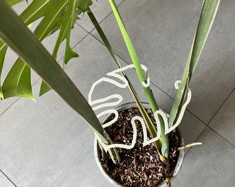 Schöne Pflanzenpflanze „Monstera-vormige“ in Ölgrün, Weiß und Beige – perfekt für den Pflanzentyp Elch