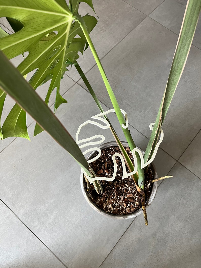 Schöne Pflanzenpflanze Monstera-vormige in Ölgrün, Weiß und Beige perfekt für den Pflanzentyp Elch Bild 1