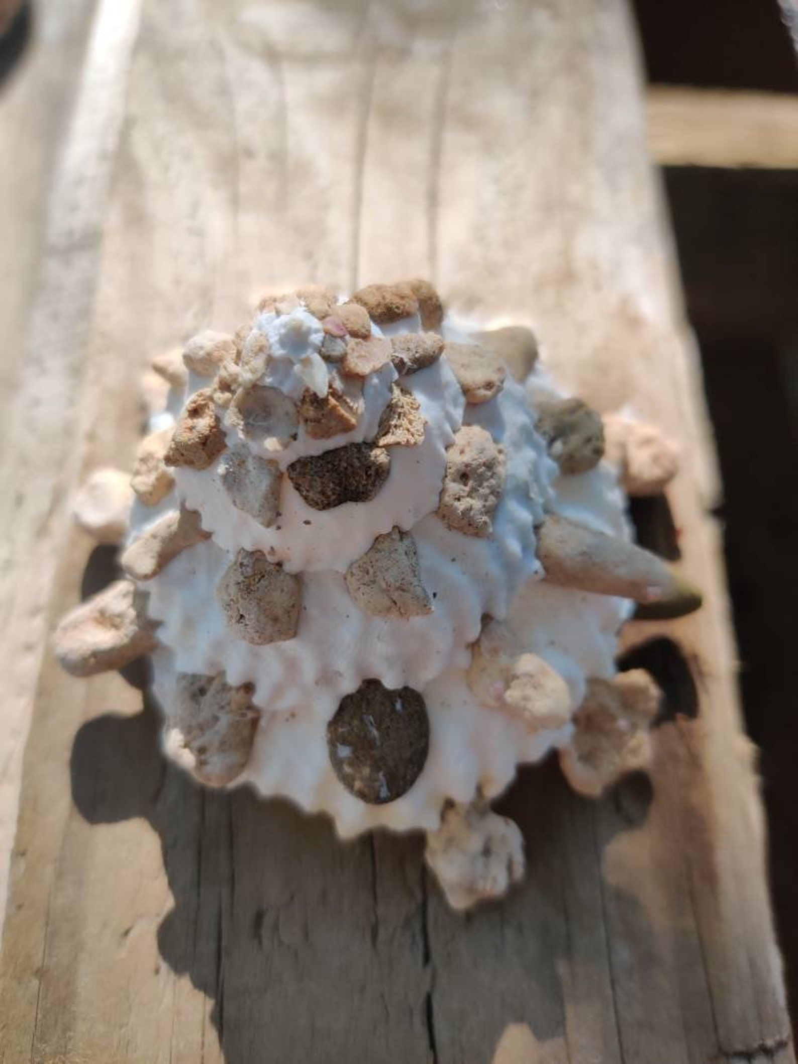 Carrier shell Xenophoridae Etsy