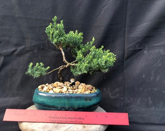 House Live Plant - Japanese Juniper, traditional bonsai, 6 Years old