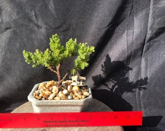 House Live Plant - Japanese Juniper, traditional bonsai, 5 Years old