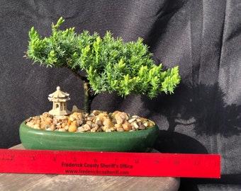 House Live Plant - Japanese Juniper, traditional bonsai, 5 Years old