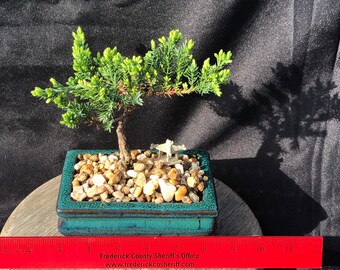 House Live Plant - Japanese Juniper, traditional bonsai,4 years old