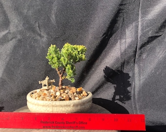 House Live Plant - Japanese Juniper, traditional bonsai, 5 Years old