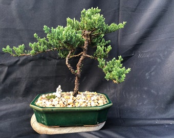 House Live Plant - Japanese Juniper, traditional bonsai, 6 Years old