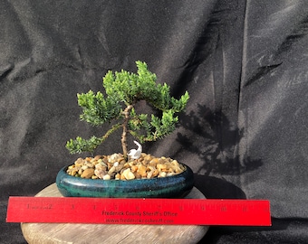 House Live Plant - Japanese Juniper, traditional bonsai, 7.5 years old