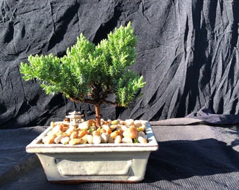 House Live Plant - Japanese Juniper, traditional bonsai,4 years old
