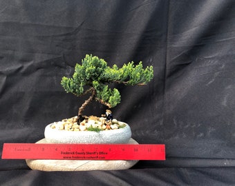 House Live Plant - Japanese Juniper, traditional bonsai, 5 Years old