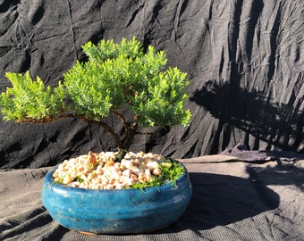 House Live Plant - Japanese Juniper, traditional bonsai, 6 Years old
