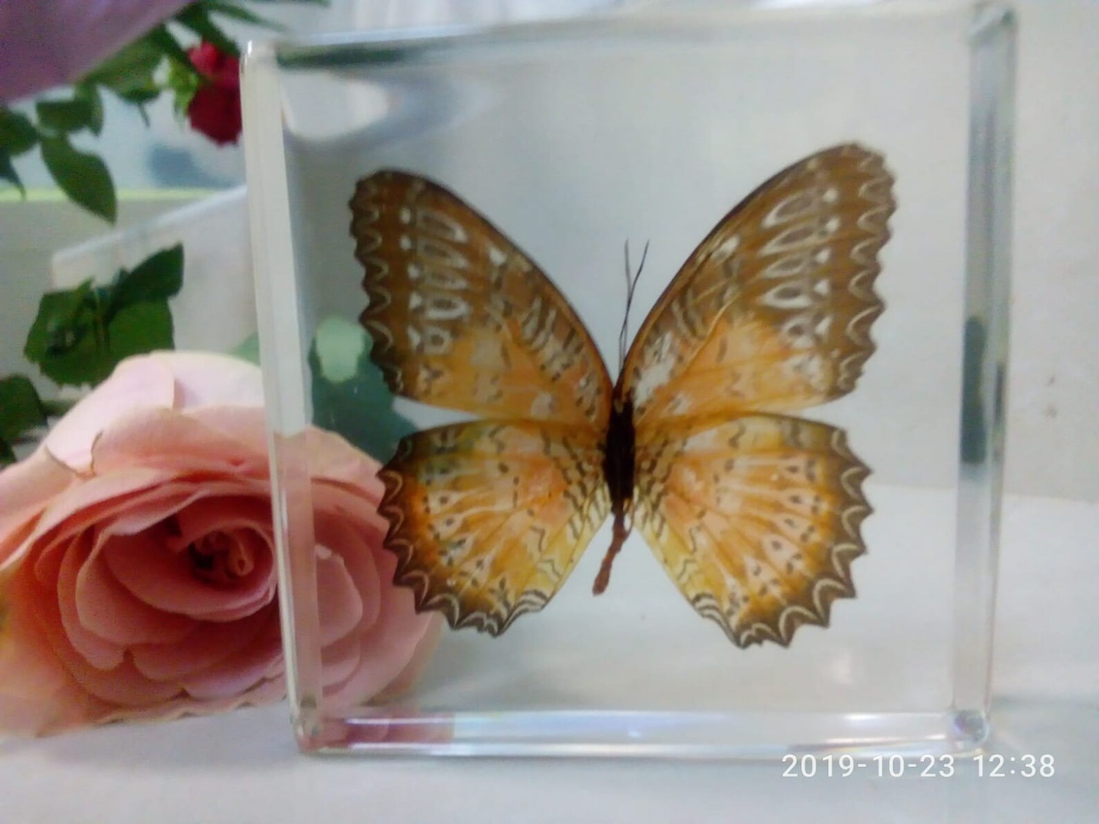 The real butterfly best gift Christmas unique souvenir Etsy