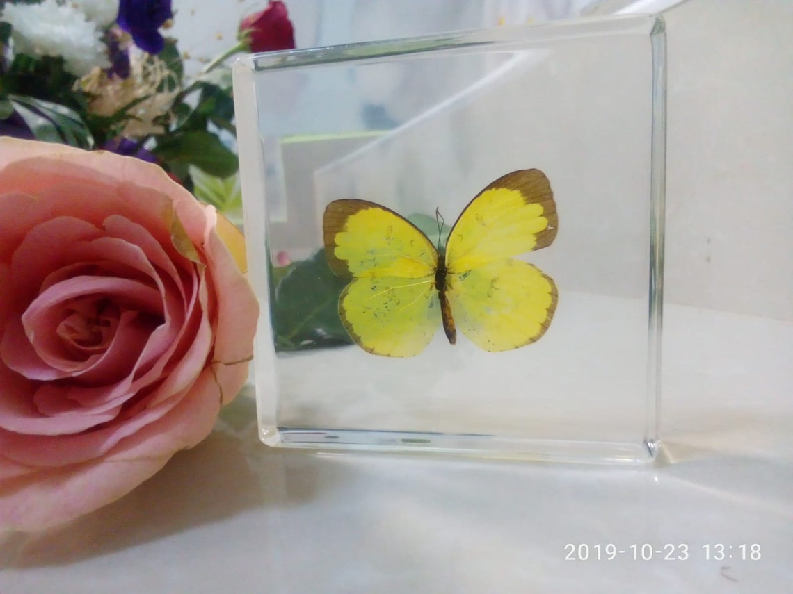 The real butterfly best gift Christmas unique souvenir Etsy