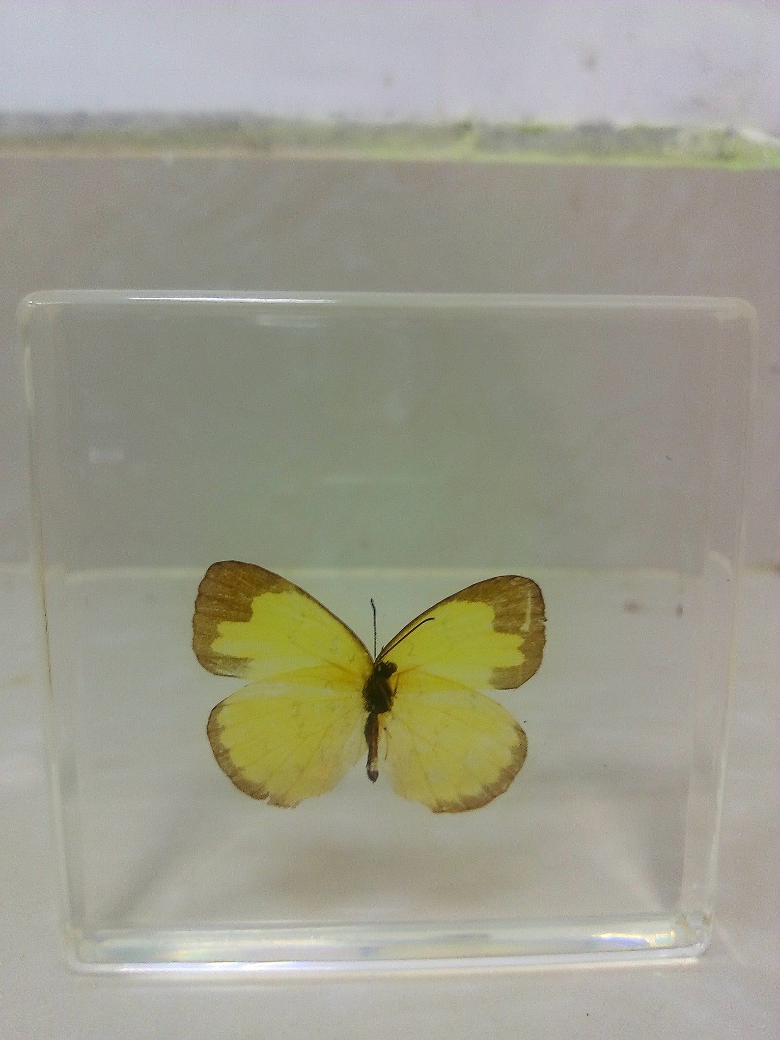 The real butterfly best gift Christmas unique souvenir Etsy