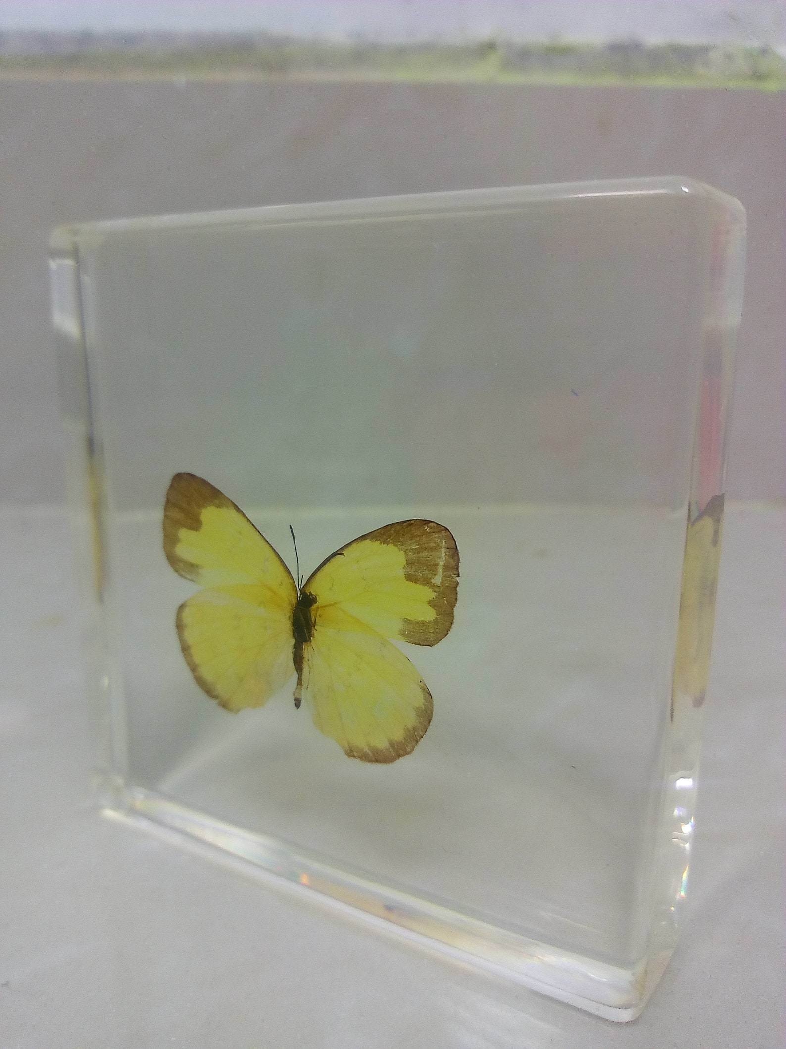 The real butterfly best gift Christmas unique souvenir Etsy