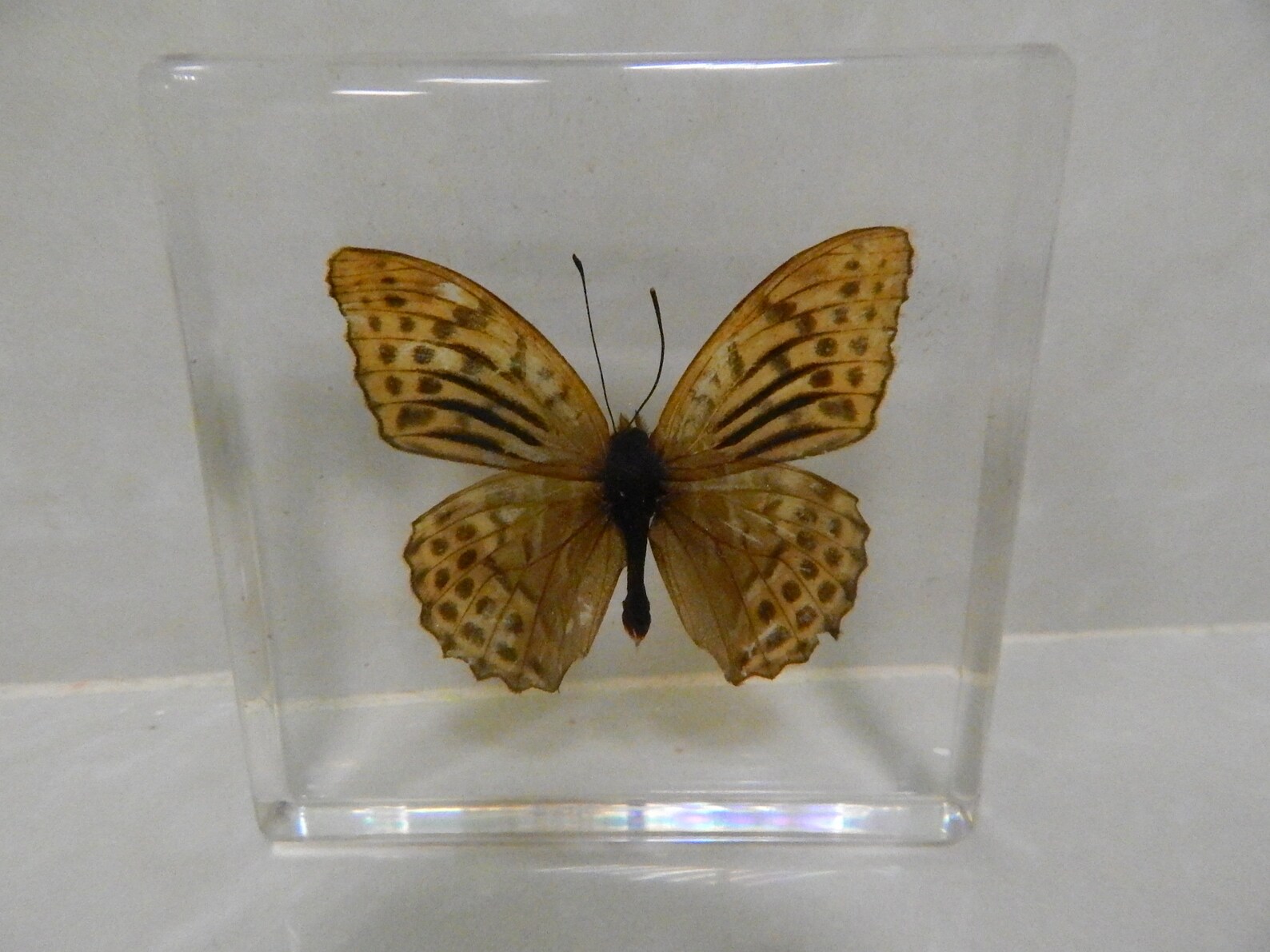 The real butterfly best gift Christmas unique souvenir Etsy