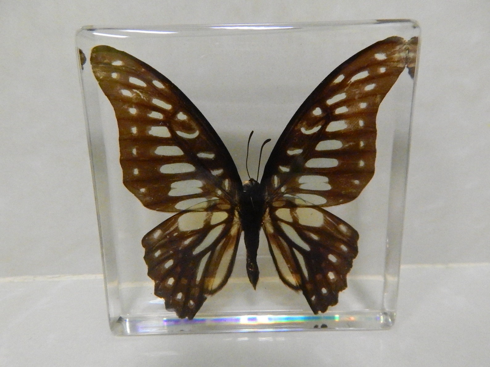 The real butterfly best gift Christmas unique souvenir Etsy