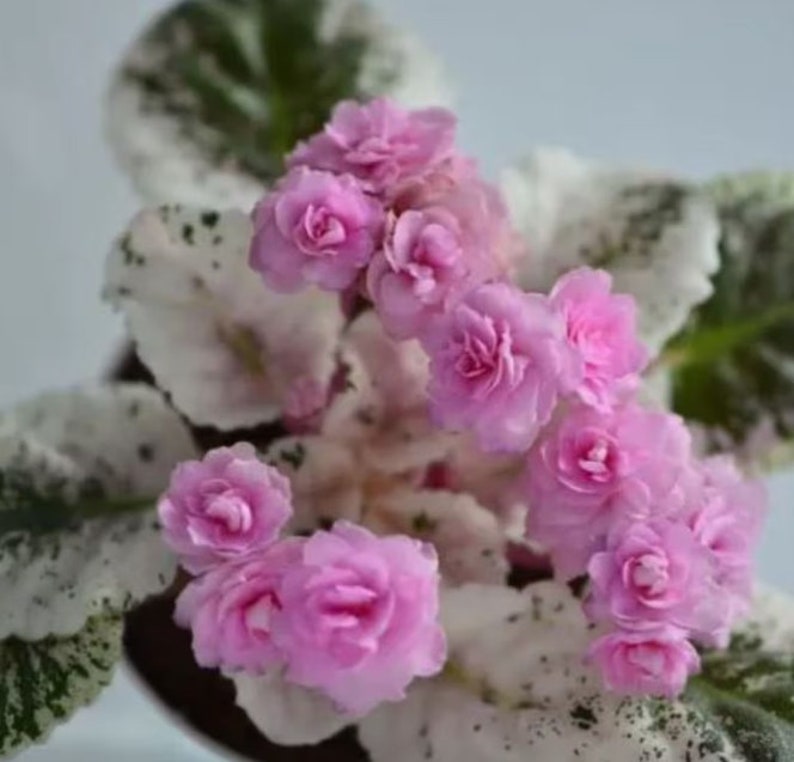 500 Rose Bouquet African Violet Starter Organic Natural Seeds Etsy