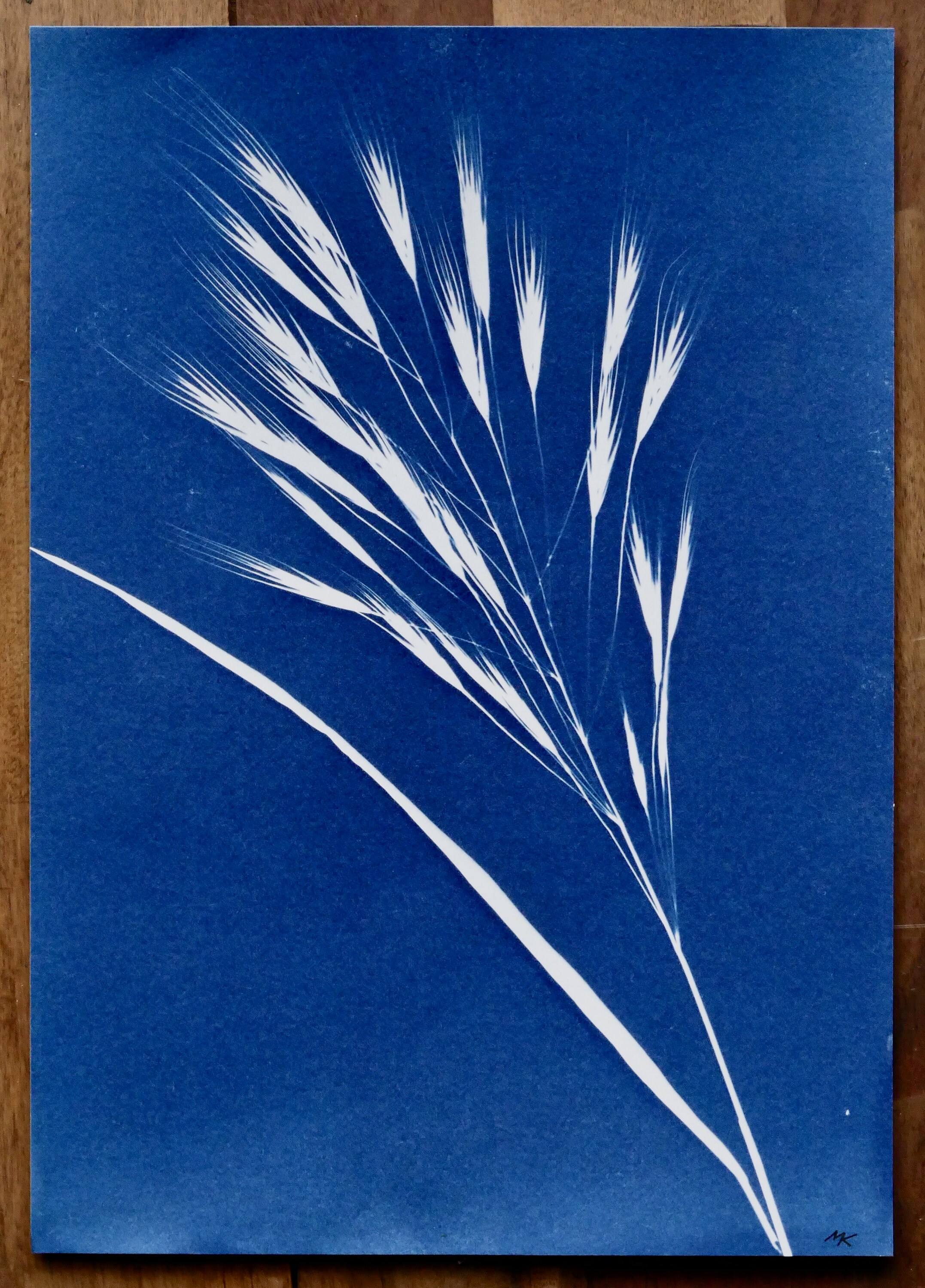 Ornamental Grass Wall Art Original Cyanotype Handmade Etsy