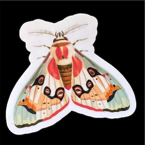 May include: A colorful moth with red, orange, white, and black markings on its wings. The moth has a light blue background on its wings.
