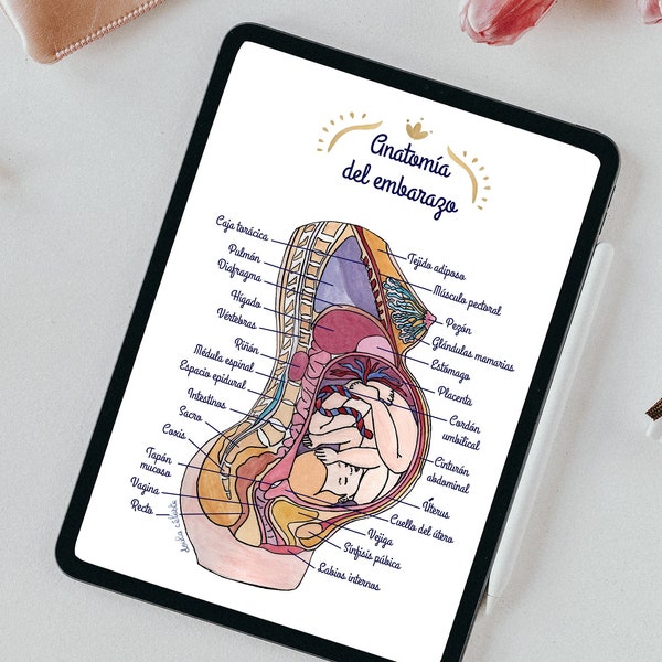 Ilustración digital Anatomía del embarazo 1 ES