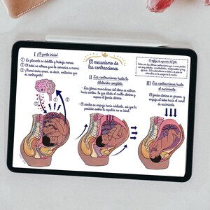 Op de afbeelding: Een kleurrijke illustratie die de stadia van de bevalling laat zien. De eerste fase toont de placenta die loskomt en het hoofd van de baby dat naar beneden beweegt. De tweede fase toont de baarmoederhals die opent en de baby die naar beneden beweegt. De derde fase toont de baby die uit het geboortekanaal wordt geduwd.